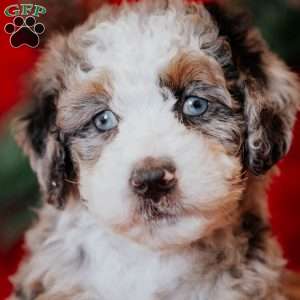 Bluebelle, Mini Bernedoodle Puppy